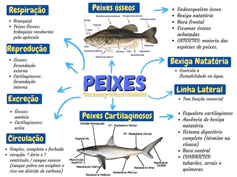 Substantivo Derivado De Peixe - PEIXES | Marine biology, Biology, Zoology