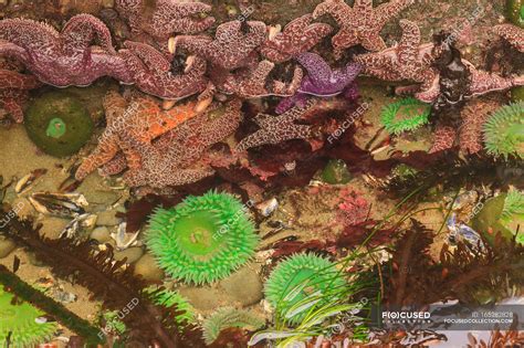 Intertidal Zone Starfish