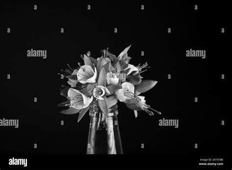 Fuchsia Pink Flower Black And White Stock Photos And Images Alamy
