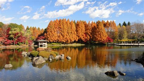 栃木県中央公園の紅葉 栃木県 ｜紅葉名所2024