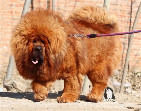 tasaweer tibetan mastiff