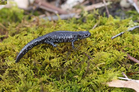 Blue Spotted Salamander
