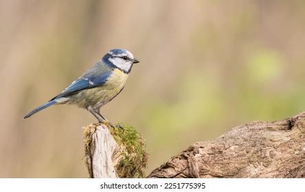 Free Tits Images Stock Photos Vectors Shutterstock