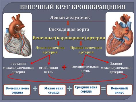Анатомия сердца - презентация онлайн