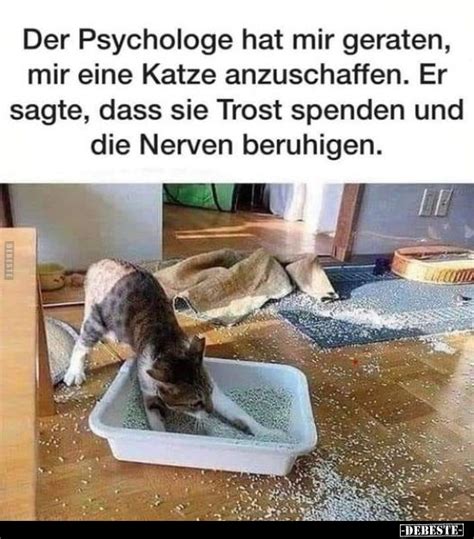 Der Psychologe Hat Mir Geraten Mir Eine Katze Anzuschaffen Er Sagte