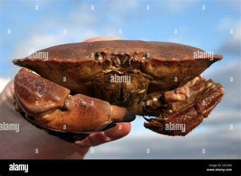 Male Edible Crab Cancer Pagurus Caught During Beamtrawling In The River