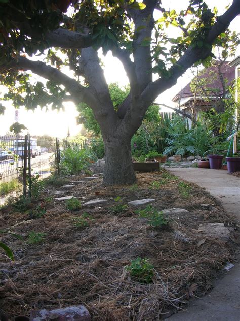 elgin eco house: under the magnolia tree 