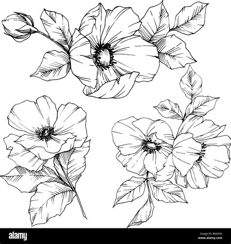 Шиповник рисунок графика - 84 фото