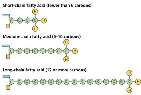 What Are Long Chain Fatty Acid Oxidation Disorders The Waiting Room