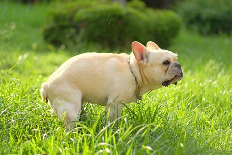 Green Dog Poop: Causes, Meaning & Treatments (With FAQs)