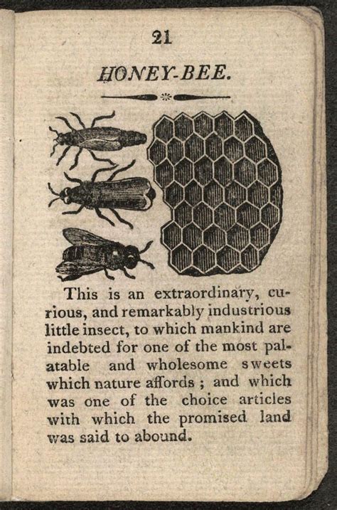 On This Page The Text About The Honey Bee Is So True The History Of