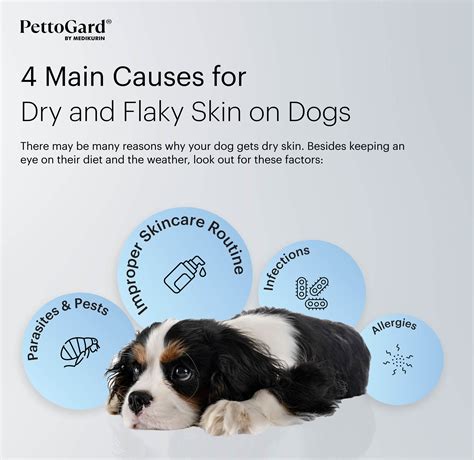 Dry & Flaky Skin on Dogs: Causes & Treatments | PettoGard