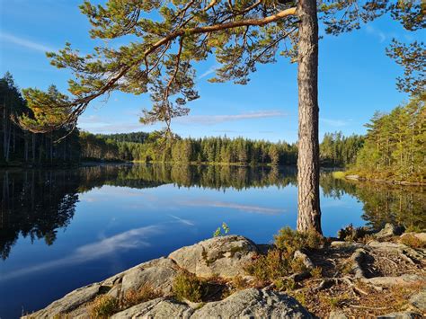 Wildlife Sweden - Wildlife Sweden added a new photo.