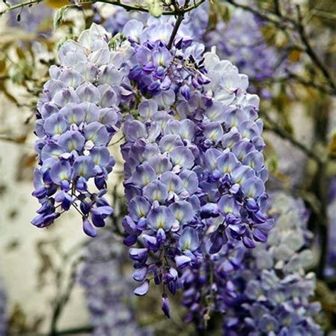 Blue Chinese Wisteria Tree Ph