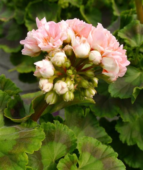 Pelargonia Obp Opplysningskontoret For Blomster Og Planter