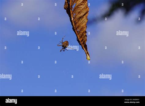 European Garden Spider Diadem Spider Orangie Cross Spider Crowned