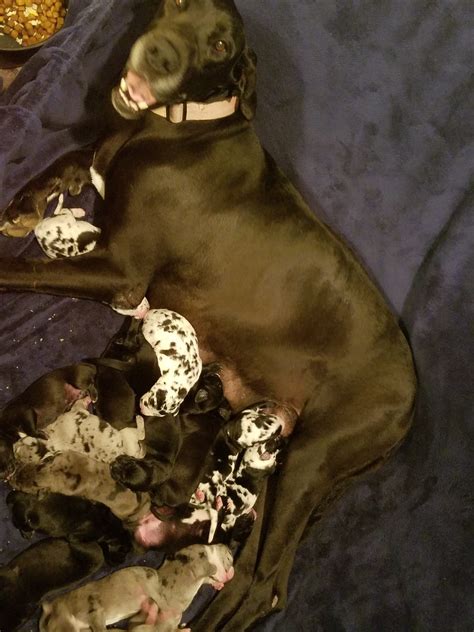 How Many Pups Does A Great Dane Have