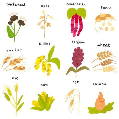 Набор круп. плоские рисованные иконки. векторные иллюстрации на белом ...