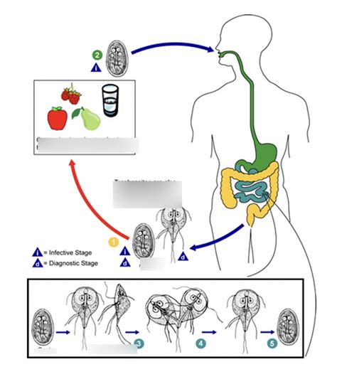 Giardia Lamblia Diagram Quizlet