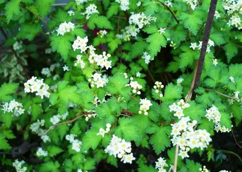 Стефанандра Танаки (70 фото) - фото - картинки и рисунки: скачать бесплатно