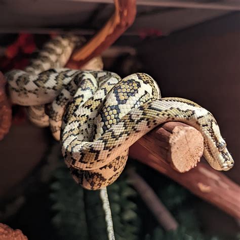 NE Ohio Reptile Show - Our first bundle of handouts arrived today, we