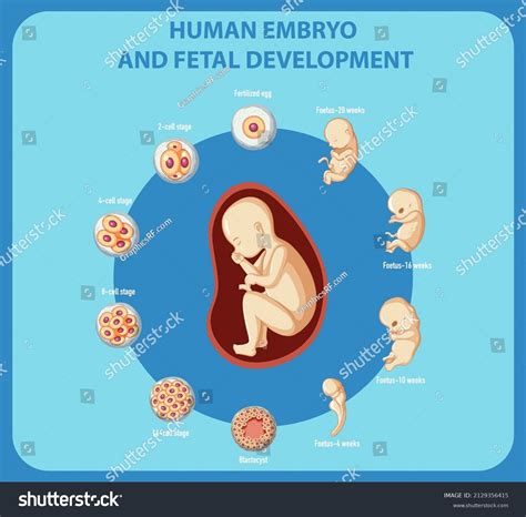 Human Embryo Fetal Development Infographic Illustration Stock Vector ...