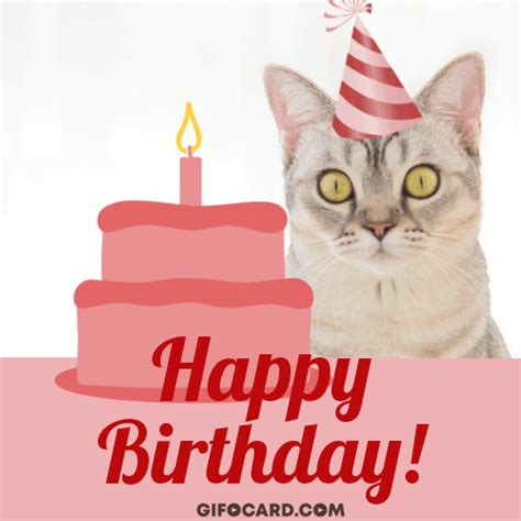 Happy Birthday cat gif – free download, tap to send ecard