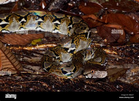 A Reticulated Python Malayopython Reticulatus Partly Submerged In A