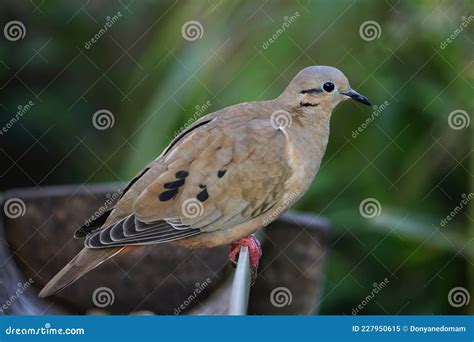 eared dove  grenada island grenada west indies stock image image