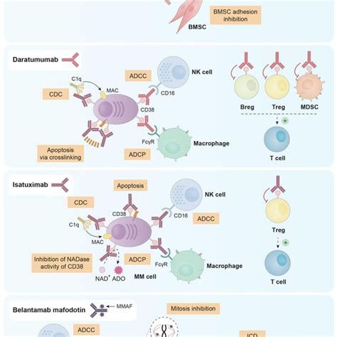 Principal Mechanisms Of Action Of The Three Naked MAbs Elotuzumab