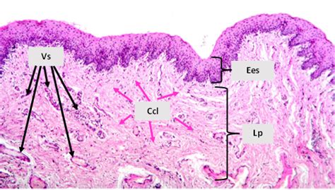 Atlas digital del aparato reproductor femenino de los animales domésticos Vagina de borrego