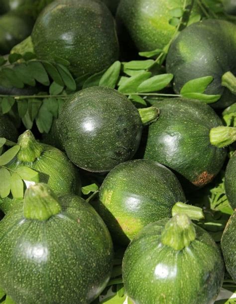 How To Trellis And Grow Zucchini In A Pot Space Saving Garden Tips