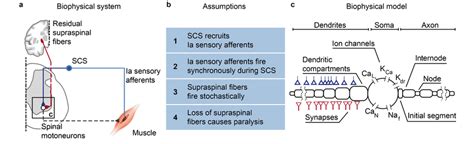 Biophysical Model With Underlying Assumptions A Schematic Of The