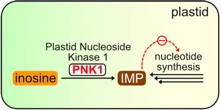 Plastid Nucleoside Kinase 1 (PNK1) phosphorylates inosine to inosine ...