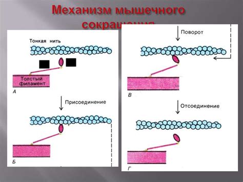Биохимия мышечной ткани - презентация онлайн