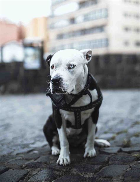 Quel Est Le Chien Le Plus Mignon Du Monde Guide Chat Et Chien