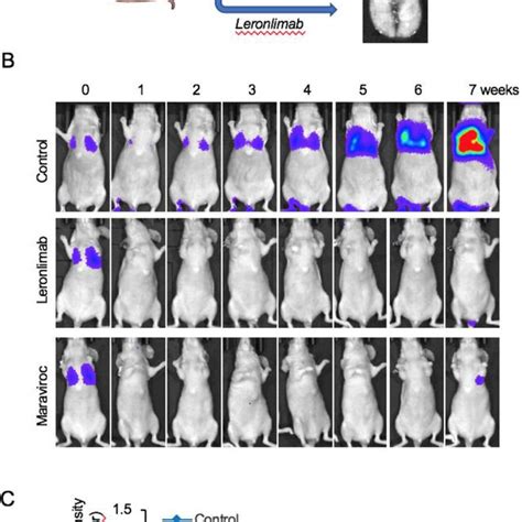 Leronlimab Blocks Breast Cancer Metastasis In Mice A The Mice Were