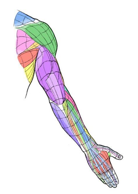 Kato Anatomy On X Human Anatomy Drawing Anatomy Art