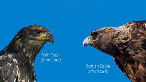 Bald Eagle or Golden Eagle - A Guide to Eagle Identification
