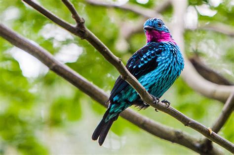 Birds Of Singapore Rollie Waters Photography