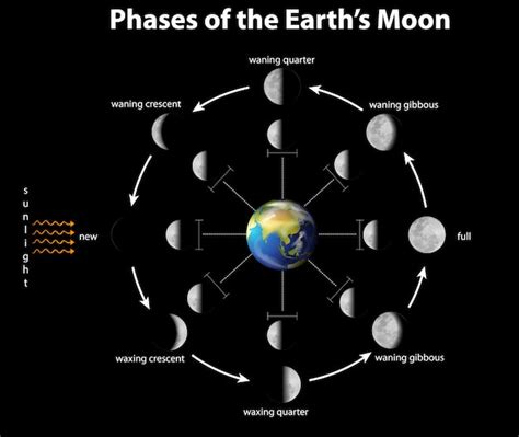 Free Vector Diagram Showing Phases Of The Moon On Earth