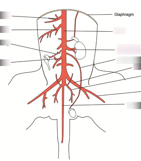 Abdominal Arteries Diagram | Quizlet