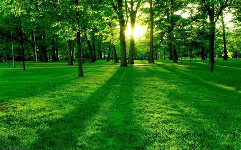 Greenery Wallpapers Top Free Greenery Backgrounds Wallpaperaccess