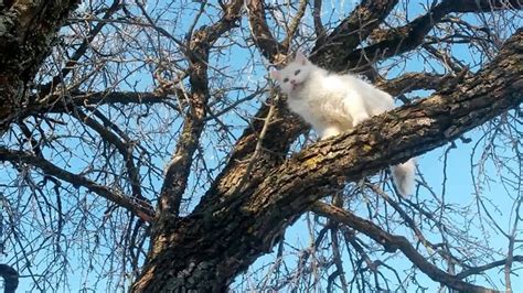 Кошка на дереве. | Природа, Кошки, Дерево