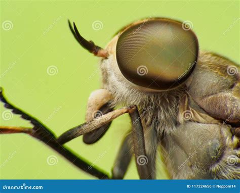 Extreme Macro Shot Eye Of Dragonfly In Wild Stock Photo Image Of