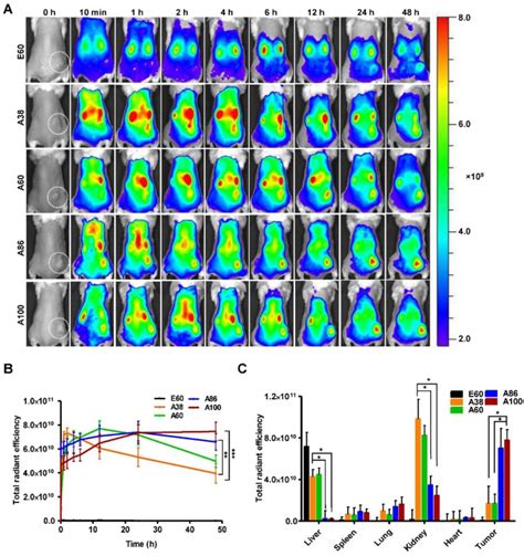 Effects Of Molecular Weight And Structural Conformation Of Multivalent