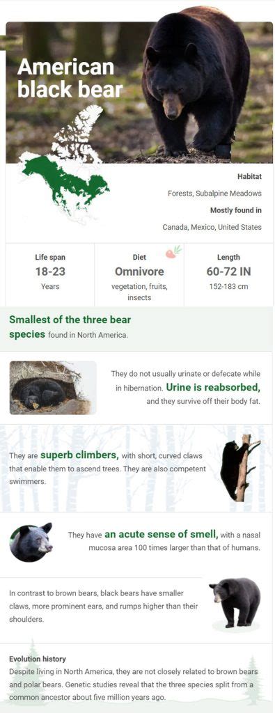 Black Bear Information