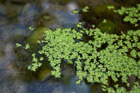 Ряска малая: описание, содержание в аквариуме, размножение, фото