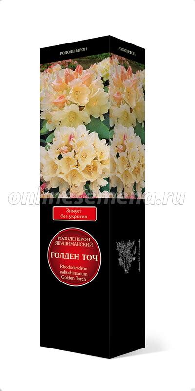 Рододендрон якушиманский Голден Точ из каталога Лиственные деревья и ...