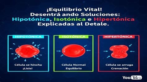 Hipertonica O Que É - Desentrañando Soluciones: Hipotónica, Isotónica e Hipertónica ...
